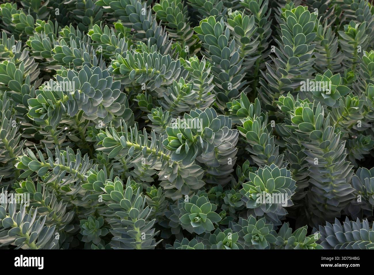 Euphorbia myrsinites - Myrtle Spurge in late summer. Stock Photo