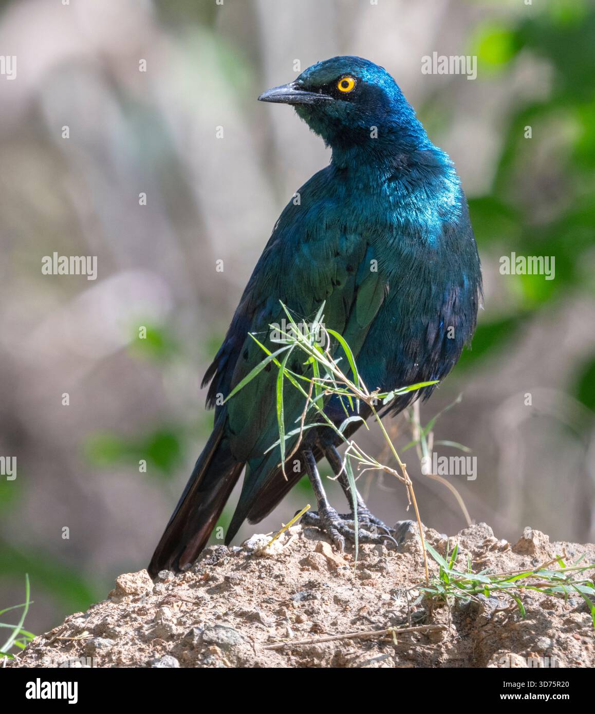 The Glossy Greater Blue-eared Starling (Lamprotornis chalybaeus) of Lake Nakuru Stock Photo
