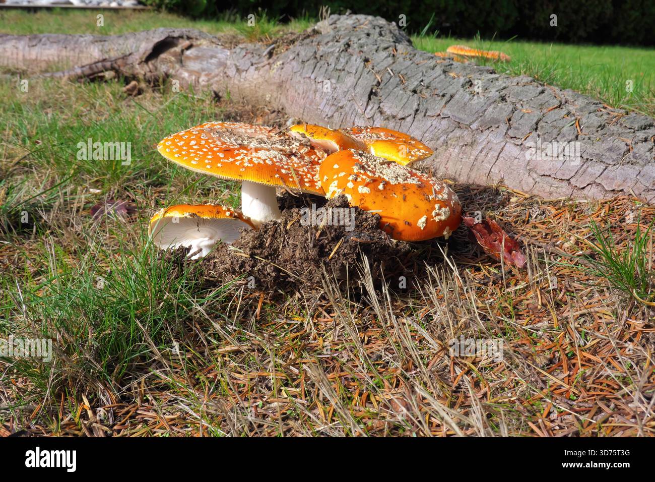 Fly agaric or fly amanita (Amanita muscaria) - large white-gilled mushroom with warlike growths on a red or orange cap growing beside a log. Stock Photo