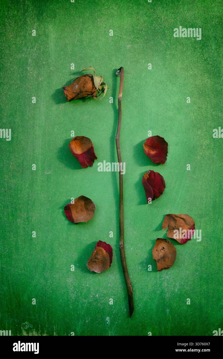 Rotting red rose Stock Photo