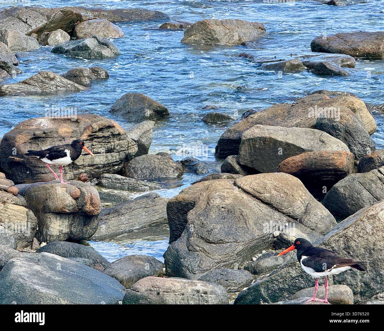 Pied oystercatcher Haematopus longirostris on granite rocks along shoreline of Kilcarnup Beach Margaret River Western Australia - Smartphone Captured Stock Image