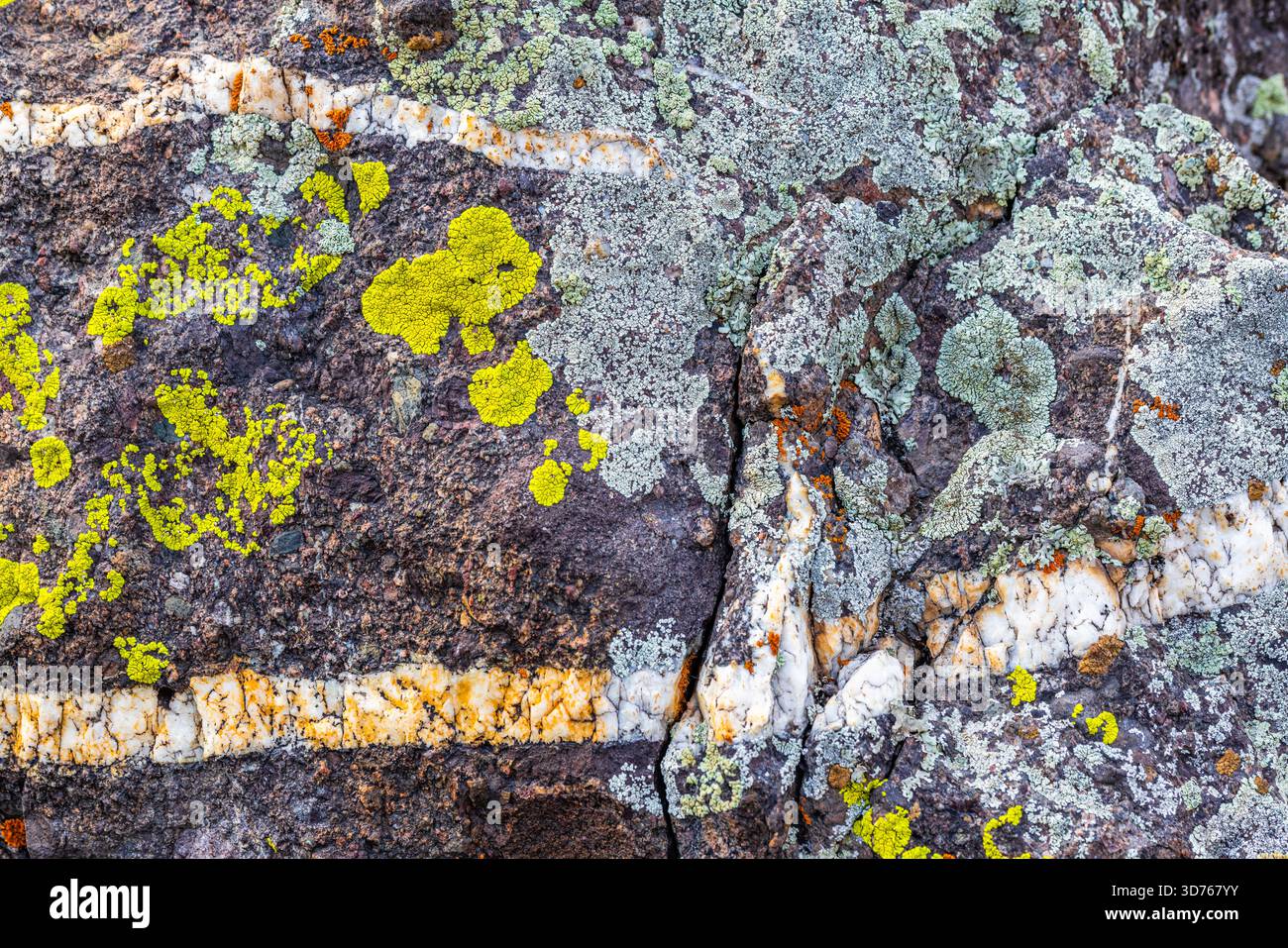 Diverse lichens on a veined rock surface Stock Photo - Alamy