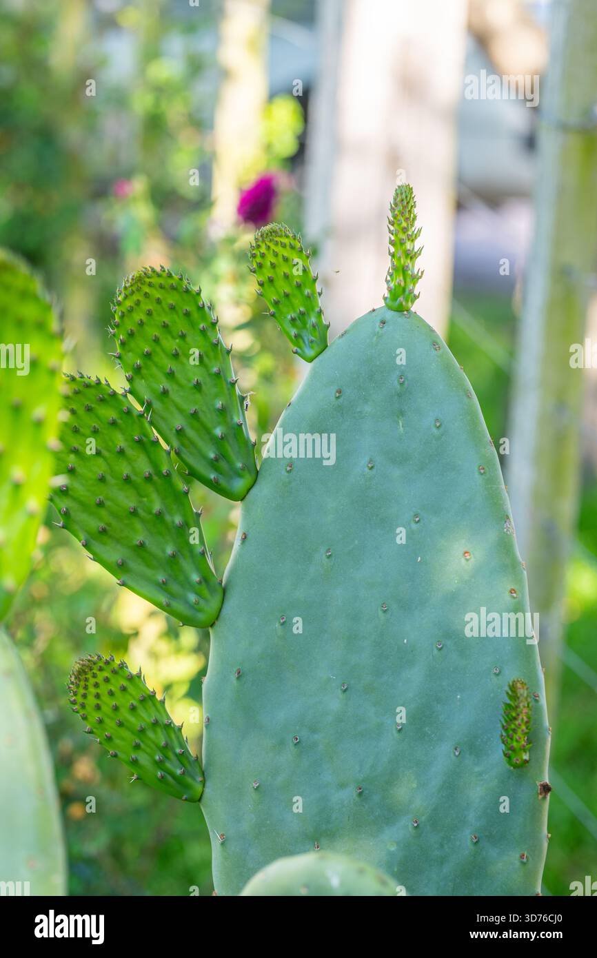 snake cactus plant Sanseveria Snake Plant 'Lauren'  Desert Rose Cactus Lounge