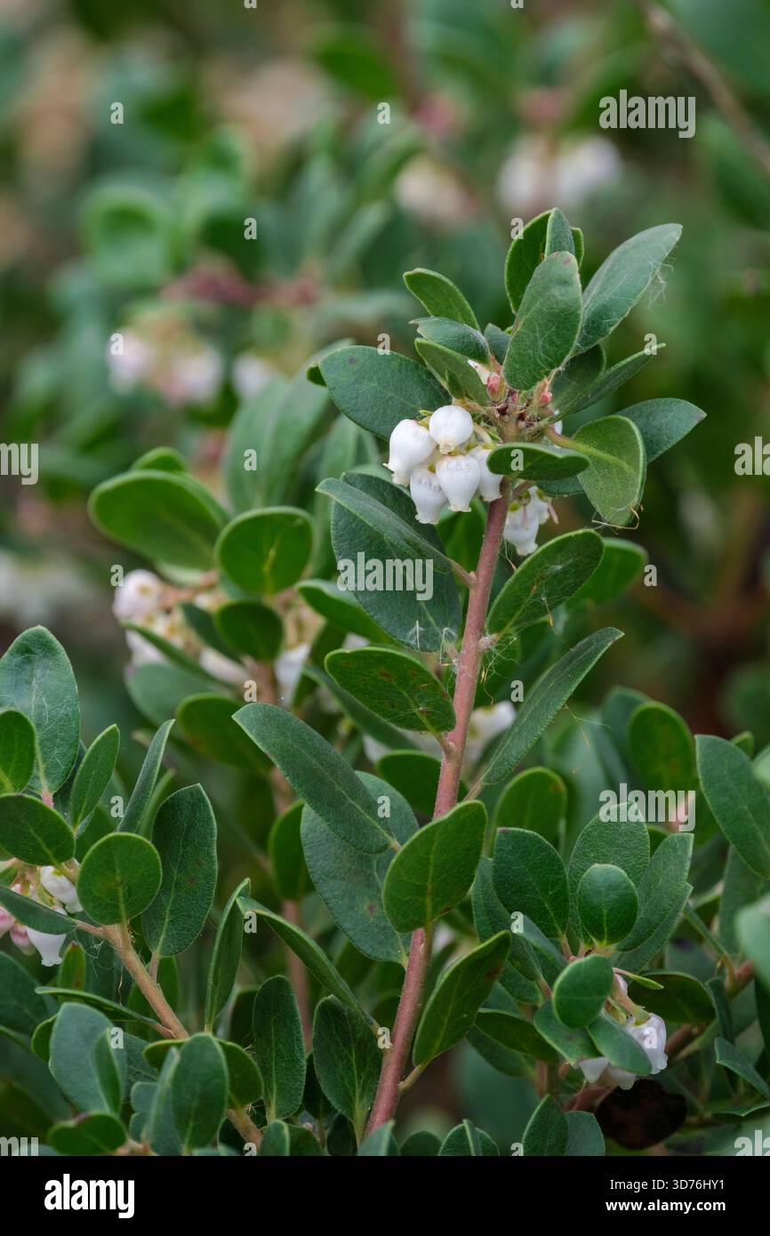 Arctostaphylos uva-ursi, bearberry, barren myrtle, clusters of white, bell-shaped flowers Stock Photo