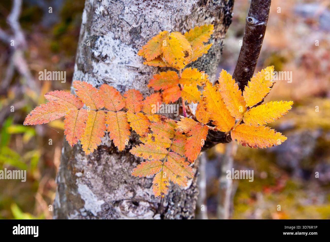 Close to nature tranquil scene hi-res stock photography and images - Alamy