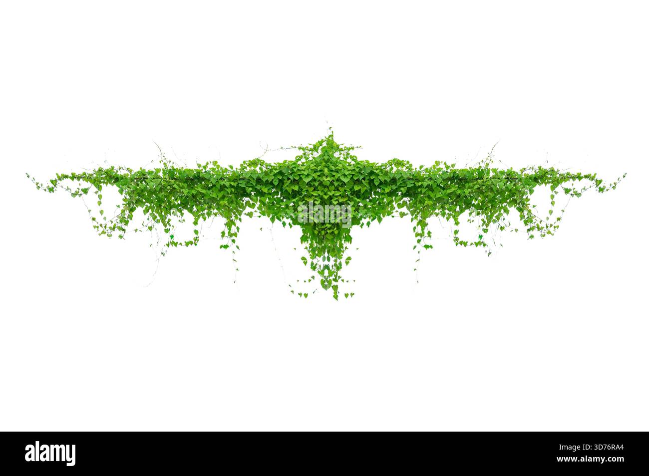 vine frame leaf vine isolates on a white background Stock Photo
