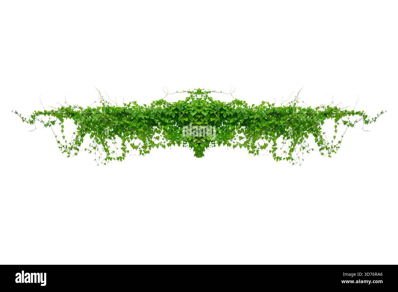 vine frame leaf vine isolates on a white background Stock Photo