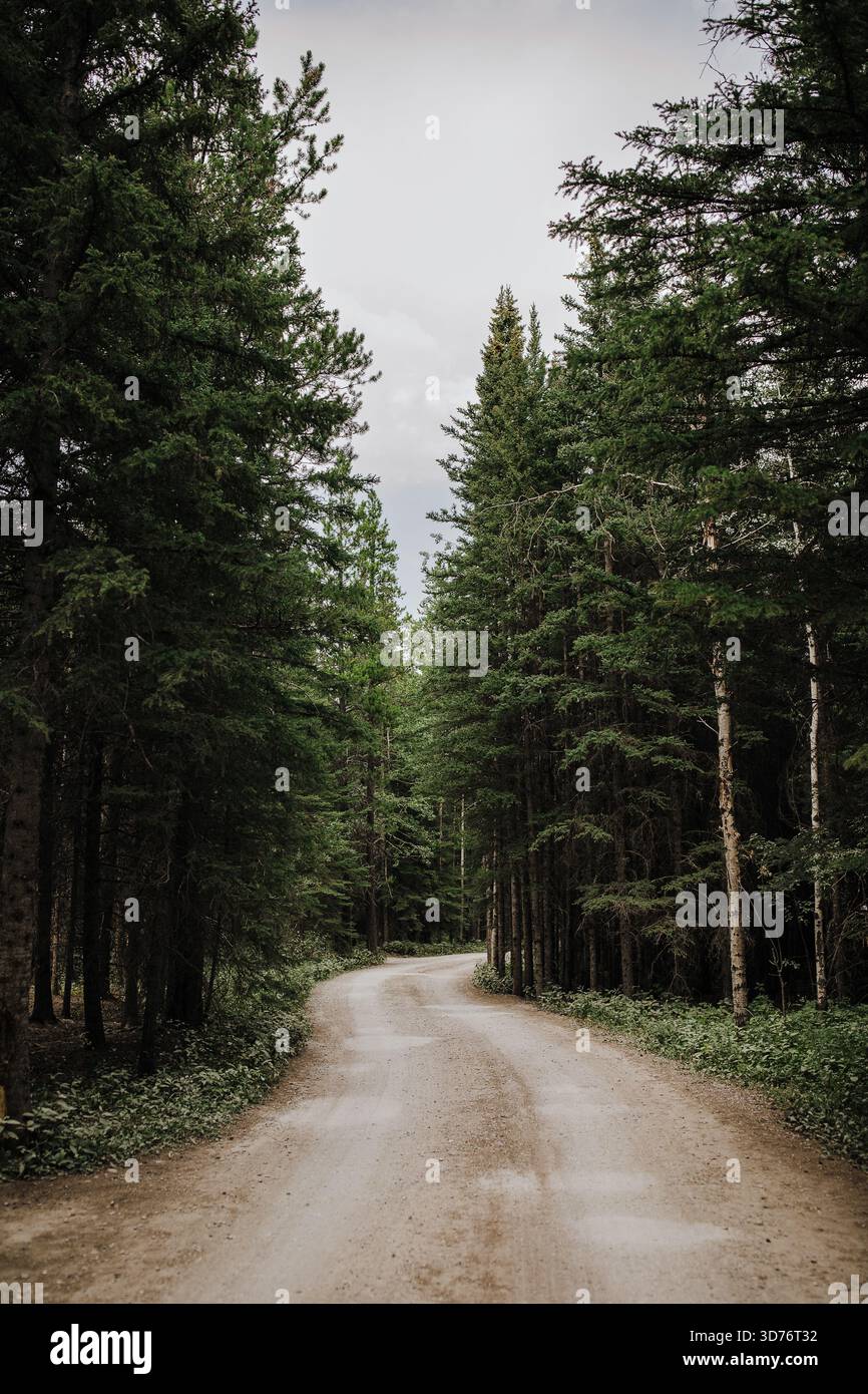 Curving Dirt Road Through Quiet Forest Stock Photo