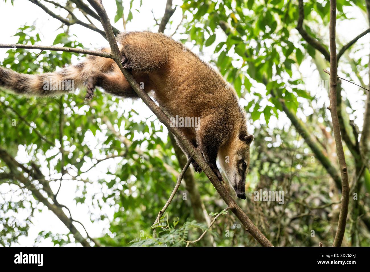 Animal nacional de argentina hi-res stock photography and images - Alamy