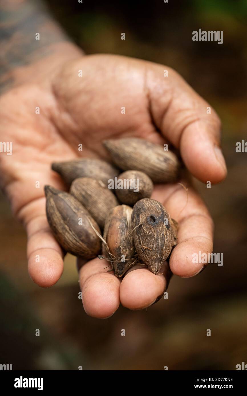 Pointy Nut Shells Tour guide hand showing nut shells in green amazon rainforest Stock ...