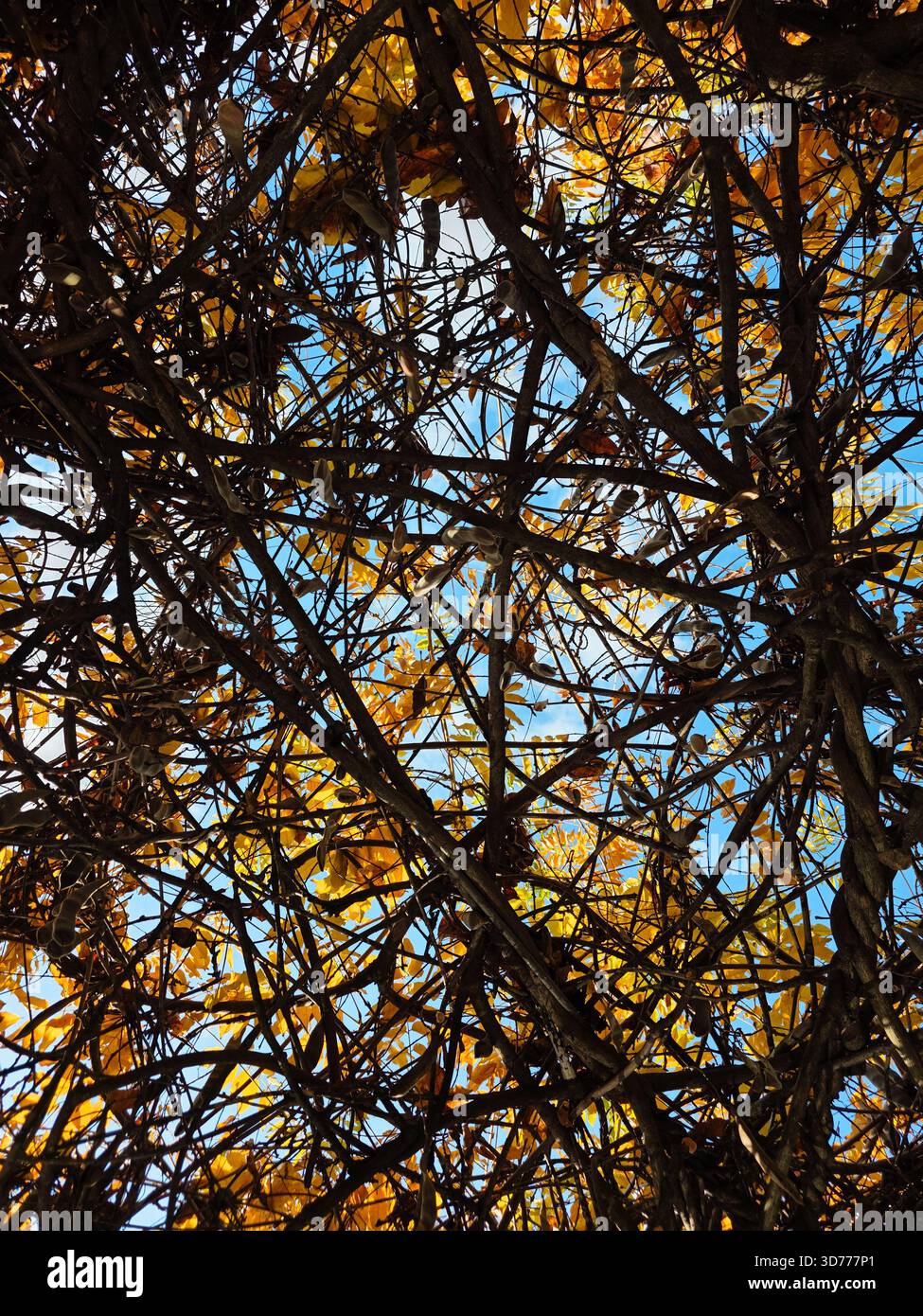 Autumn Sky View: Golden Leaves and Tangled Branches - Smartphone Captured Stock Image
