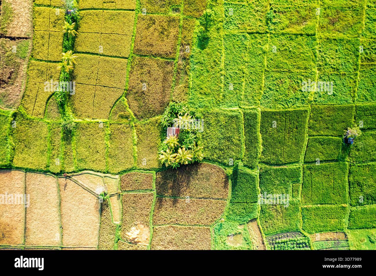 Aerial view of emerald and golden rice paddies mosaic the landscape ...