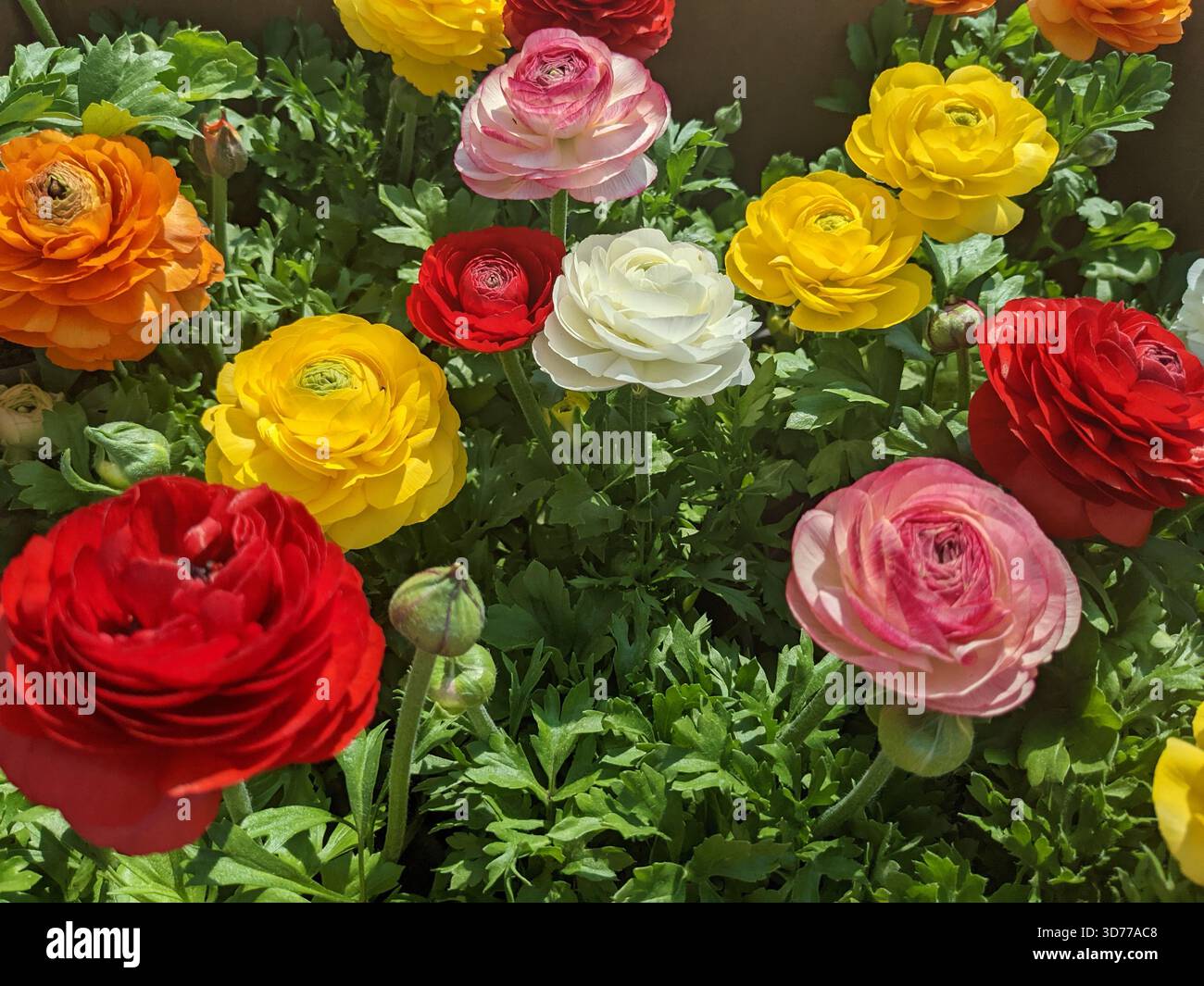 Sortment Ranunculus Dense cluster of white blossoms hi-res stock photography and images - Alamy