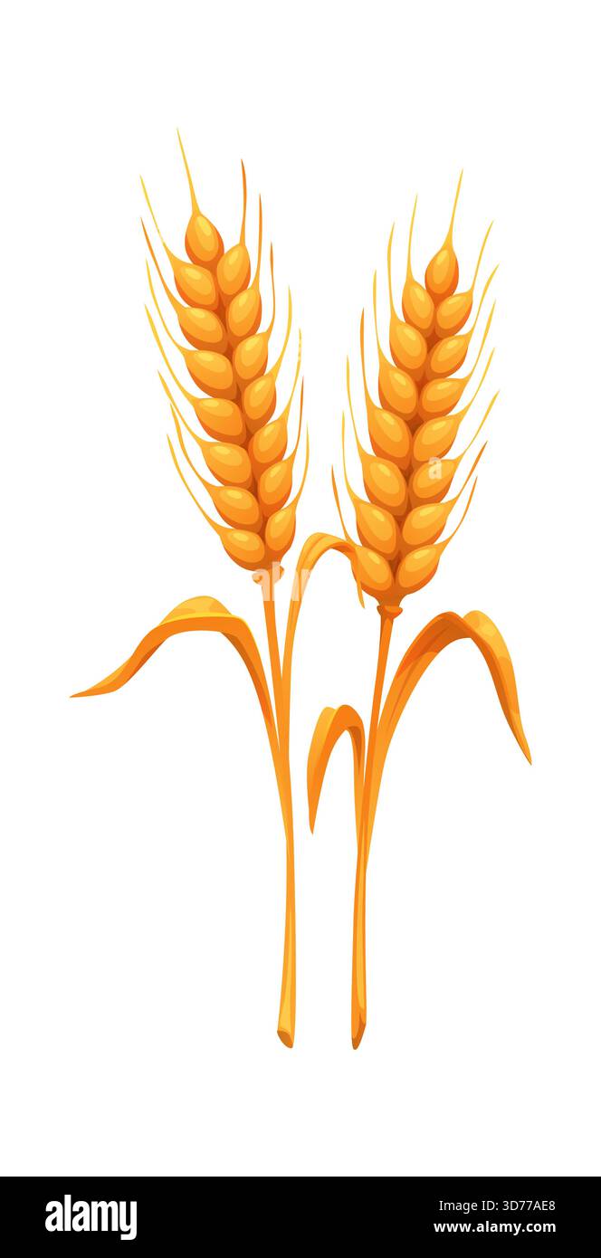 Cartoon wheat ears with autumn golden stem and leaves. Organic farming ...