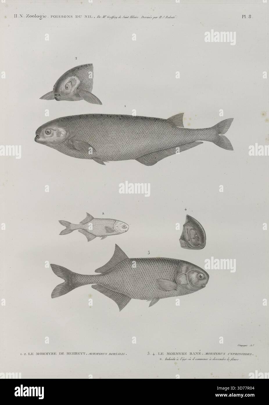 Zoologie. Poissons du Nil. Mormyre de Behbeyt (Mormyrus dprsalis) and Mormyre bané (Mormyrus cyprinoides), depicting an individual at the age it begins to descend the river. Issued in Paris by Impr. impériale between 1809 and 1828. 70 x 50 cm Stock Photo