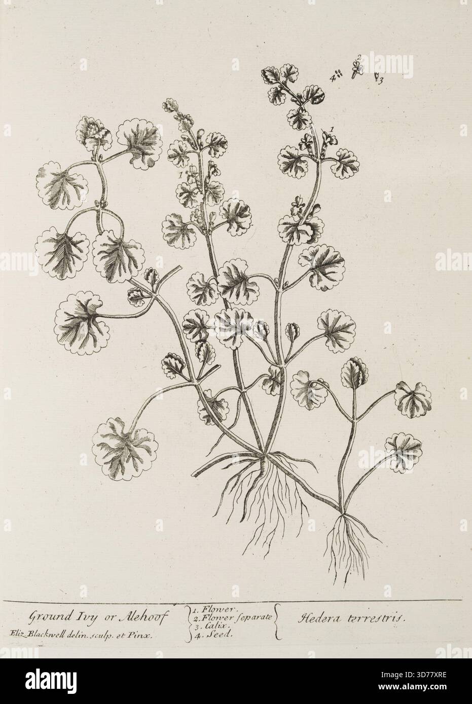 Hedera terrestris hi-res stock photography and images - Alamy