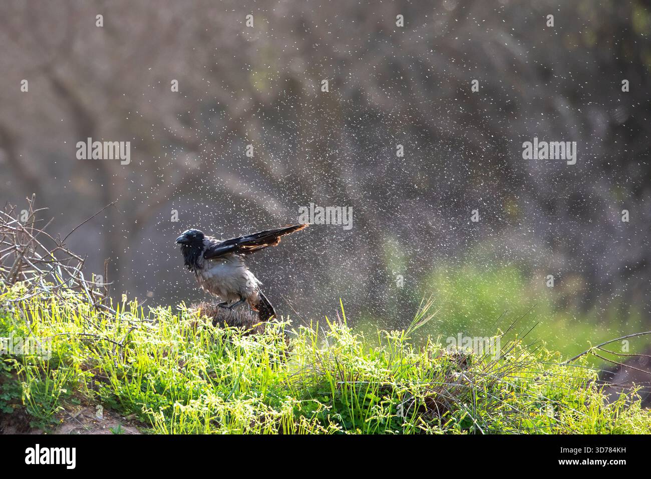 Bird after bath hi-res stock photography and images - Alamy