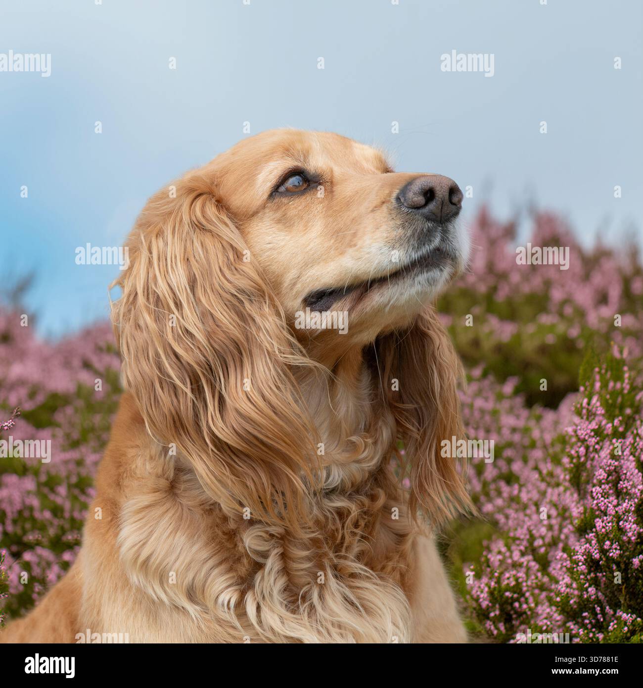 english cocker spaniel in heather Stock Photo