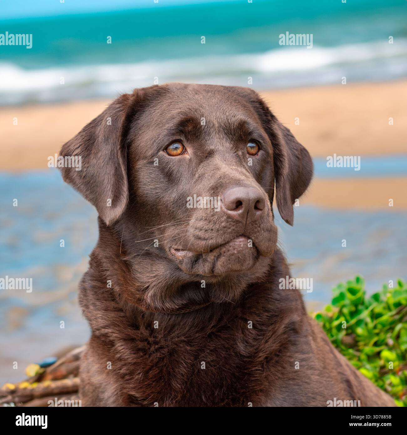 labrador retriever, chocolate Stock Photo