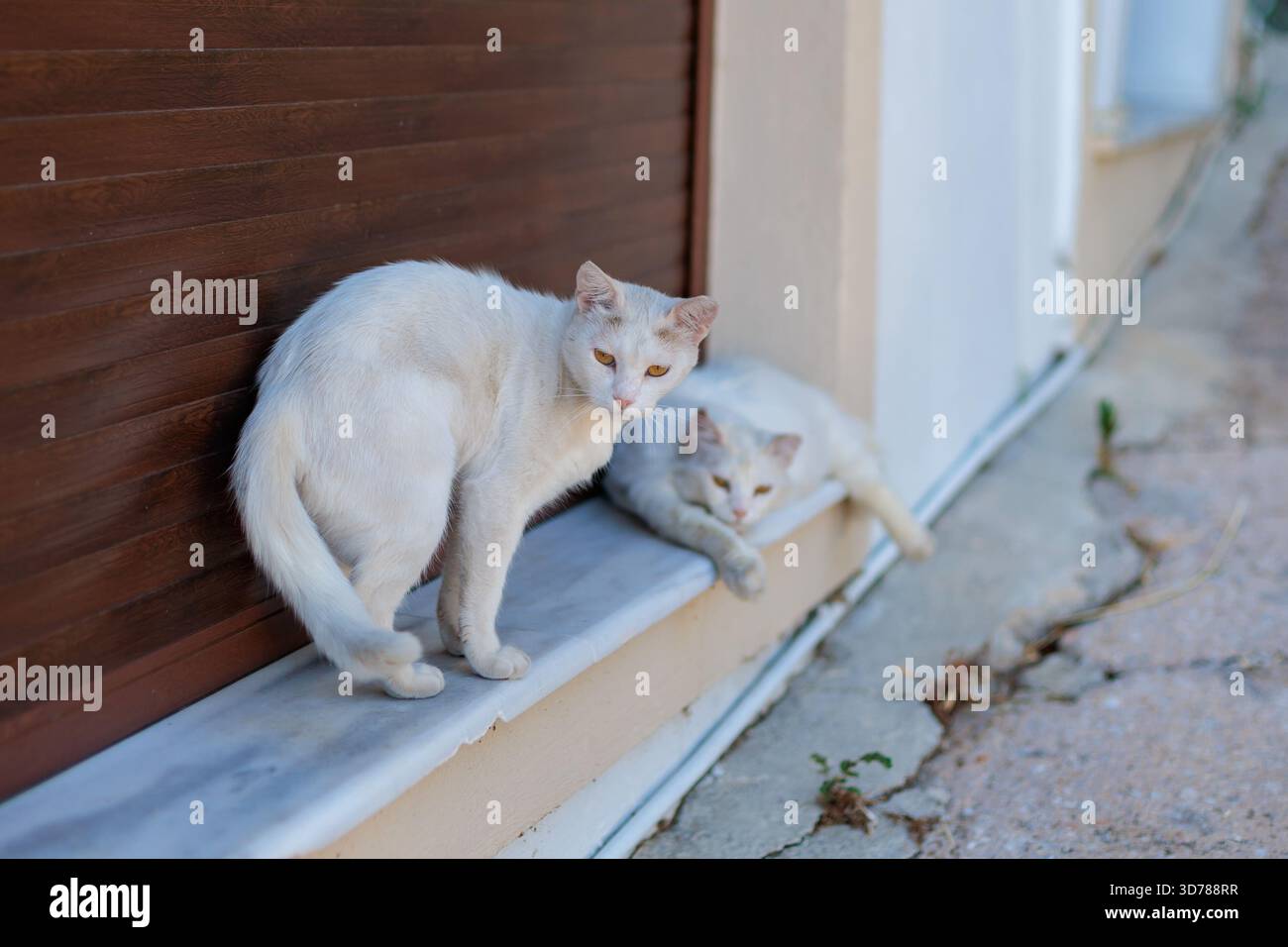 Two white cats relaxing on a step in greece Stock Photo