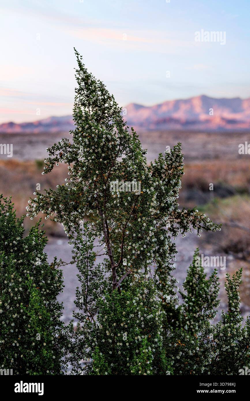 This image was taken at Lake Mead National Recreation Area in Nevada ...