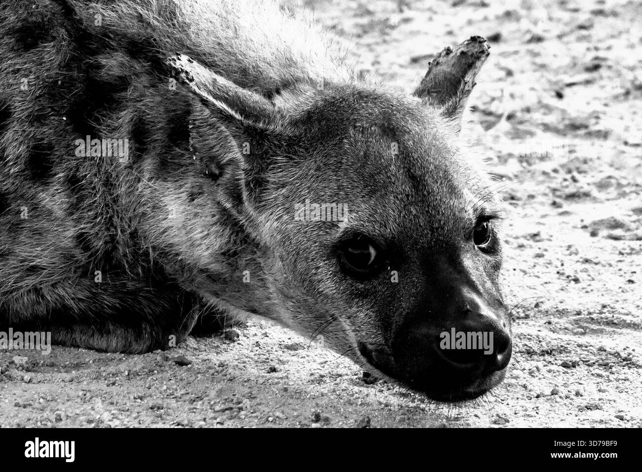 Black and white view of a Face of a spotted hyena, with tattered wounded ears back-lit by the morning light in the Kruger National Park. Stock Photo