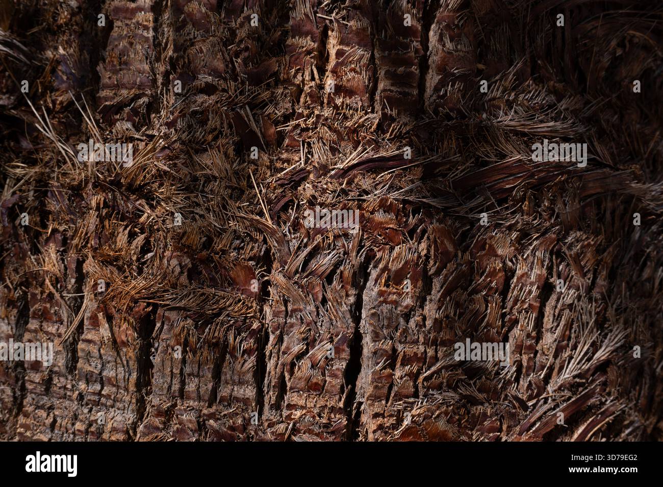 Palm tree bark and wood texture background. Stock Photo