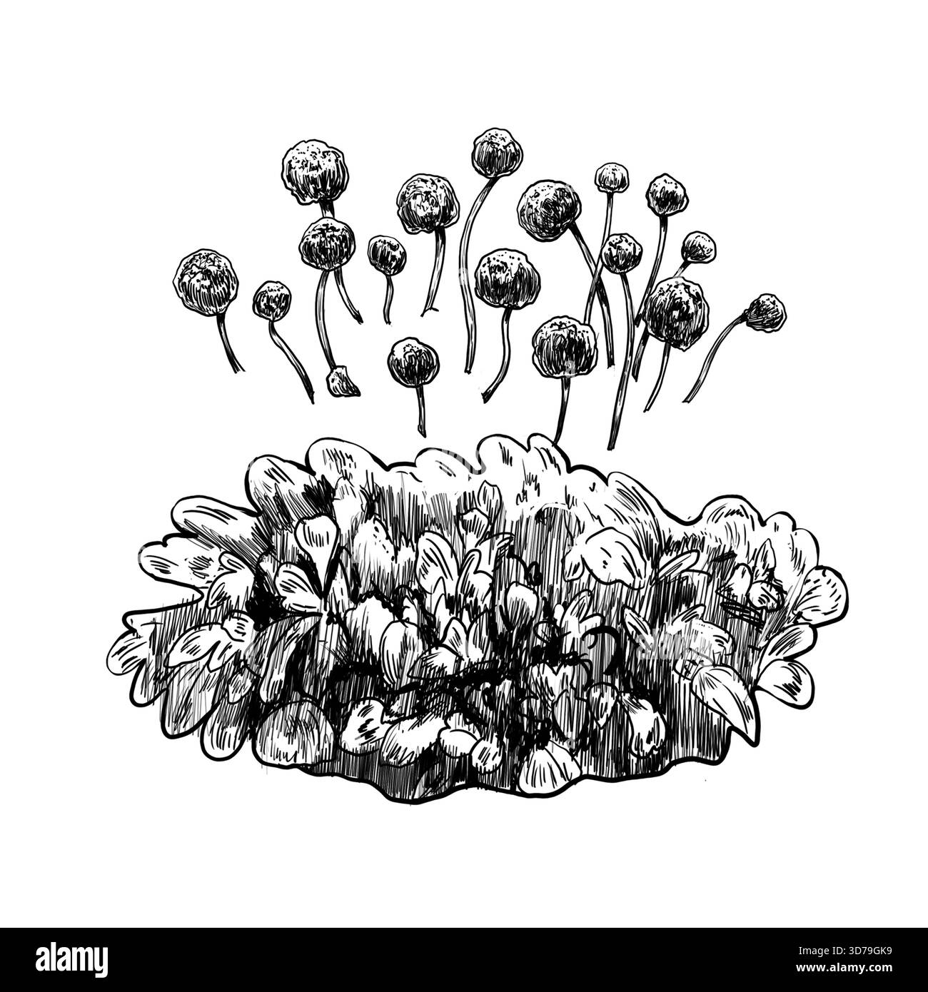 Black outline flower group Black and White Stock Photos & Images - Alamy