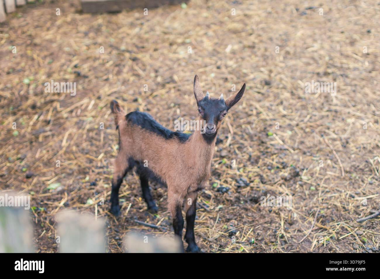 Young goat standing on straw in a rural farm setting Stock Photo