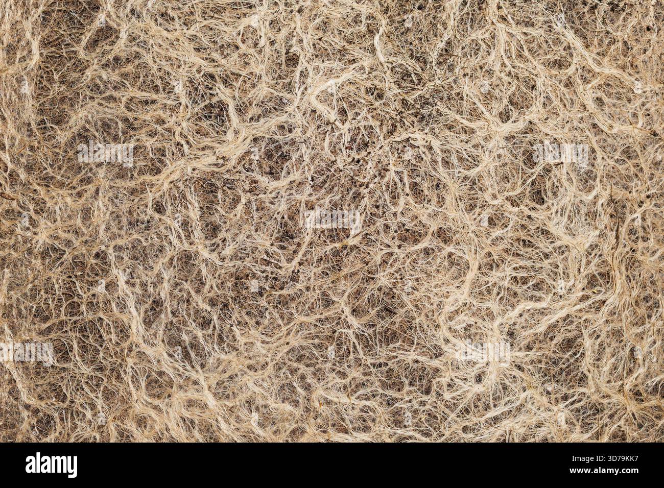 Organic Roots Patterns Biodiversity patterns hi-res stock photography and images - Alamy