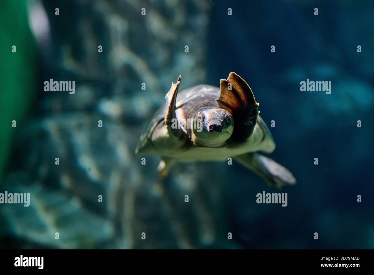 Turtle Initmate Pair of sea turtles facing each other in teal aquarium water, intimate ...