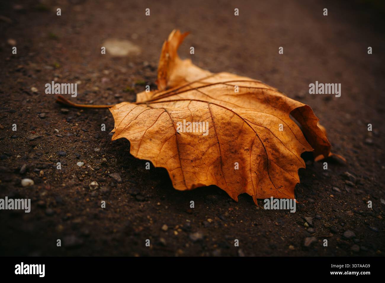 Close-up of Dry Autumn Leaf on Wet Asphalt Surface Stock Photo