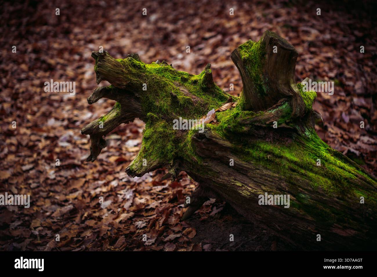 Fallen Moss-Covered Tree Trunk in Forest Under Natural Light Stock Photo