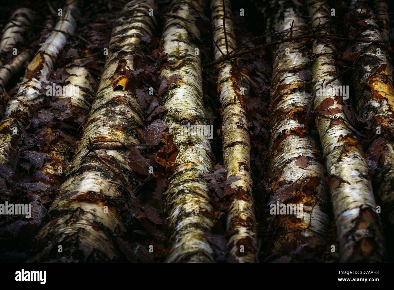 Close up of leaves of birch tree hi-res stock photography and images ...