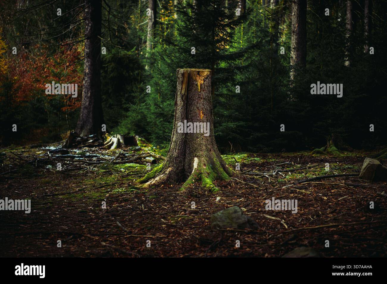 Tree Stump in Forest Clearing Surrounded by Moss and Fallen Branches Stock Photo