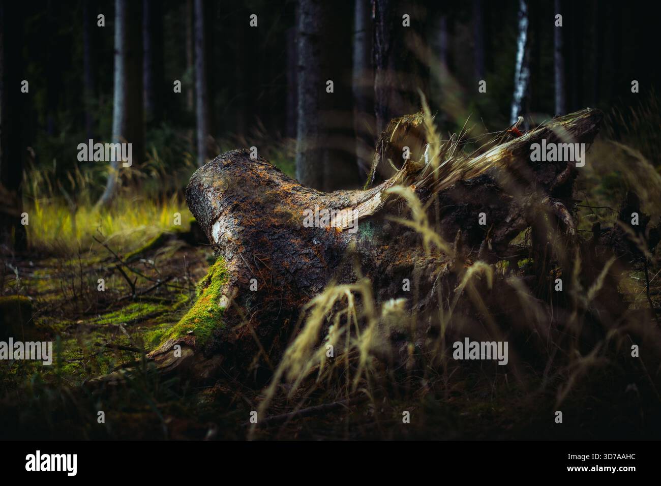 Fallen Moss-Covered Tree Trunk in Forest Under Natural Light Stock Photo