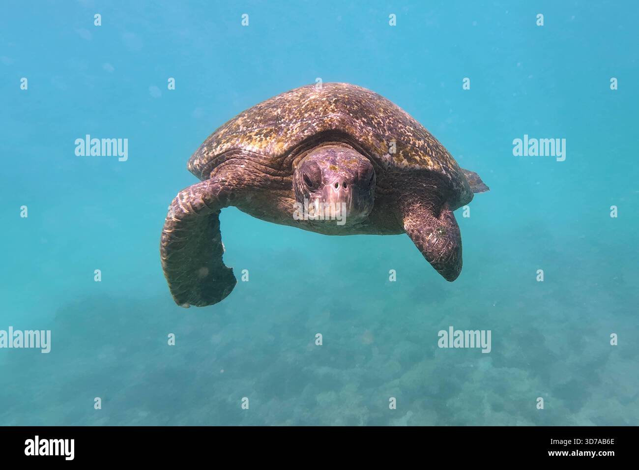 30.11.2024, Santa Cruz, Galapagos Inseln, ECU - Gruene Meeresschildkroete schwimmt Unterwasser. aussen, Aussenaufnahme, Biologie, Chelonia mydas, Ecuador, ecuadorianisch, Fauna, Frontal, Frontalaufnahme, Galapagos, Galapagos-Inseln, Gewaesser, Gruene Meeresschildkroete, Jahreszeit, Kroete, Meer, Meeresschildkroete, Natur, niemand, QF, Querformat, Reptil, Reptilie, Santa Cruz, Schildkroete, schwimmend, schwimmt, Sommer, Suedamerika, suedamerikanisch, Suppenschildkroete, Tier, Tierportraet, Tierportrait, Tierreich, Tierwelt, Unterwasser, Wildtier 241130D403GALAPAGOS.JPG *** 30 11 2024, Santa Cru Stock Photo