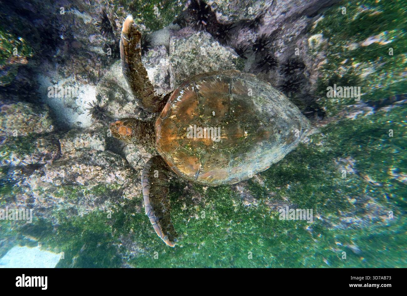 30.11.2024, Santa Cruz, Galapagos Inseln, ECU - Gruene Meeresschildkroete schwimmt Unterwasser. aussen, Aussenaufnahme, Biologie, Chelonia mydas, Draufsicht, Ecuador, ecuadorianisch, Fauna, Galapagos, Galapagos-Inseln, Gewaesser, Gruene Meeresschildkroete, Jahreszeit, Kroete, Meer, Meeresschildkroete, Natur, niemand, QF, Querformat, Reptil, Reptilie, Santa Cruz, Schildkroete, schwimmend, schwimmt, Sommer, Suedamerika, suedamerikanisch, Suppenschildkroete, Tier, Tierportraet, Tierportrait, Tierreich, Tierwelt, Unterwasser, Vogelperspektive, Wildtier 241130D401GALAPAGOS.JPG *** 30 11 2024, Santa Stock Photo