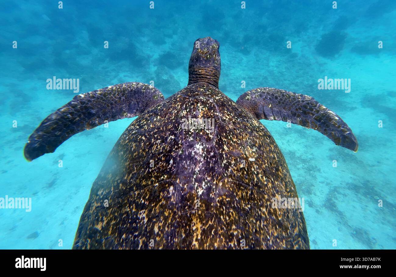 30.11.2024, Santa Cruz, Galapagos Inseln, ECU - Gruene Meeresschildkroete schwimmt Unterwasser. Anschnitt, aussen, Aussenaufnahme, Biologie, Chelonia mydas, Draufsicht, Ecuador, ecuadorianisch, Fauna, Galapagos, Galapagos-Inseln, Gewaesser, Gruene Meeresschildkroete, Jahreszeit, Kroete, Meer, Meeresschildkroete, Natur, niemand, QF, Querformat, Reptil, Reptilie, Santa Cruz, Schildkroete, schwimmend, schwimmt, Sommer, Suedamerika, suedamerikanisch, Suppenschildkroete, Tier, Tierportraet, Tierportrait, Tierreich, Tierwelt, Unterwasser, Vogelperspektive, Wildtier 241130D402GALAPAGOS.JPG *** 30 11 Stock Photo
