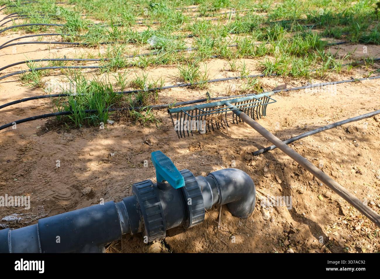 Origation Rake Garden rake lies near irrigation pipe with blue valve, drip irrigation ...