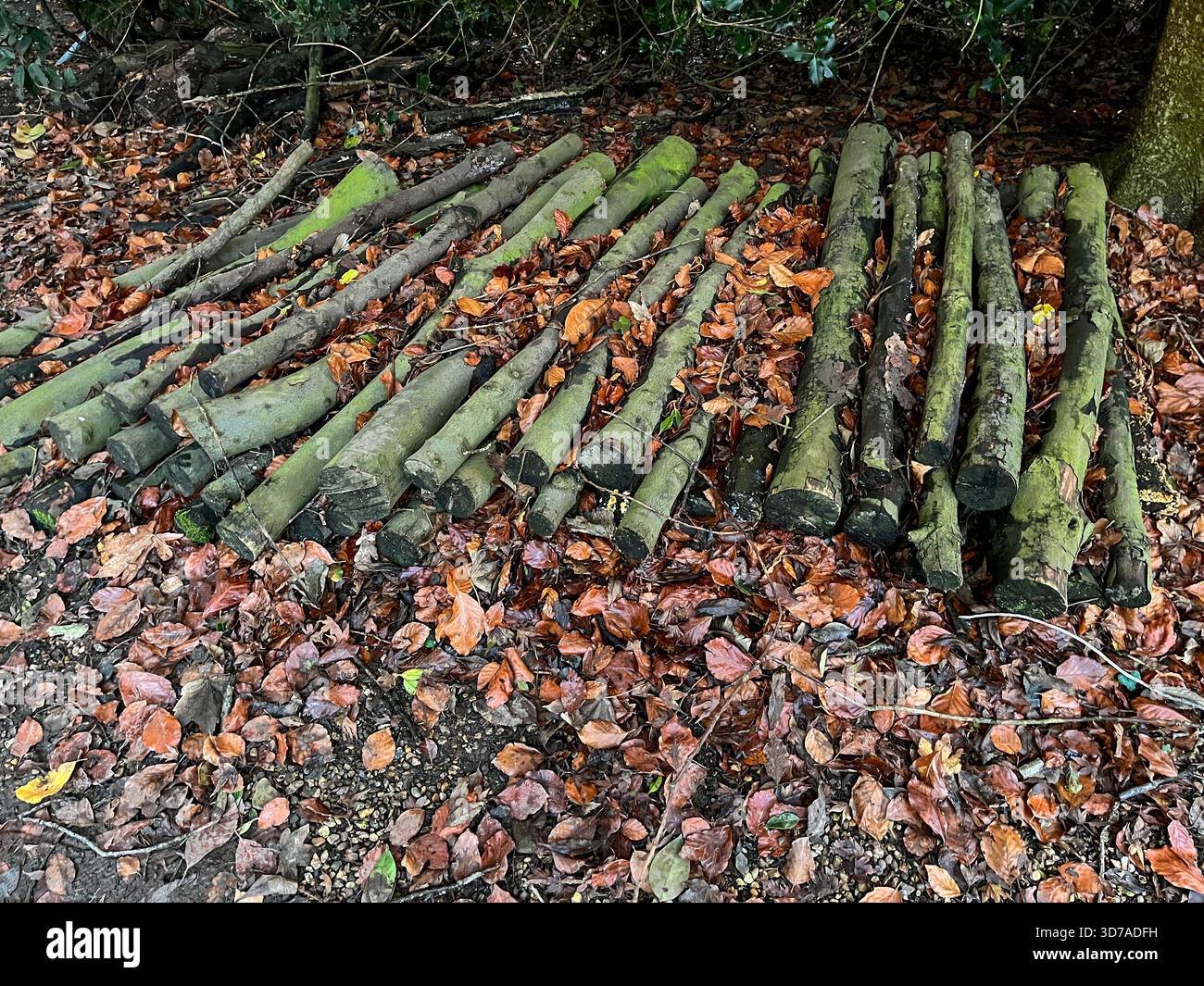 Stack of Mossy Logs with Autumn Leaves in an Outdoor Woodland Setting - Smartphone Captured Stock Image