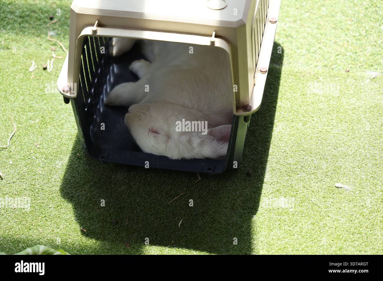 White Rabbit Sleeping Inside Plastic Pet Carrier Stock Photo - Alamy