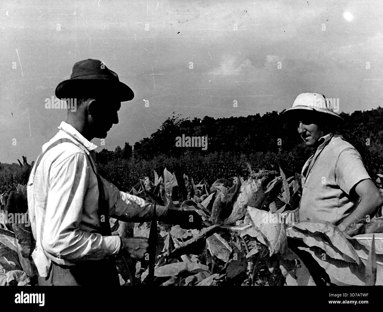laramie tobacco Laramie Tobacco Company | Fictional Companies Wiki
