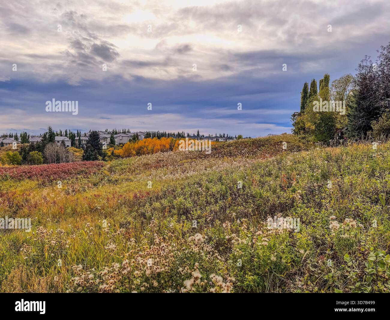 Vibrant fields display shades of yellow, orange, and green under a cloudy sky. Trees and grasses create a tranquil scene as autumn sets in, highlighti - Smartphone Captured Stock Image