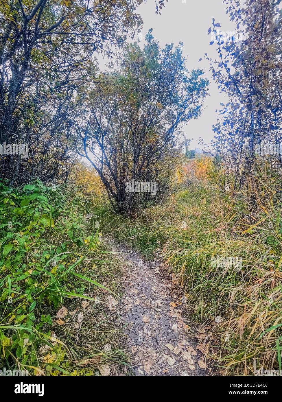 A peaceful trail winds through tall grass and colorful autumn trees, inviting hikers to explore the beautiful landscape on a calm day. - Smartphone Captured Stock Image