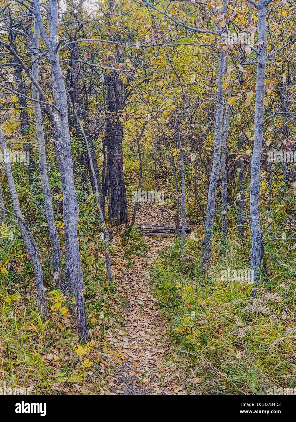 A peaceful trail winds through a forest filled with colorful autumn leaves. Tall trees create a natural canopy, inviting wanderers to explore the tran - Smartphone Captured Stock Image