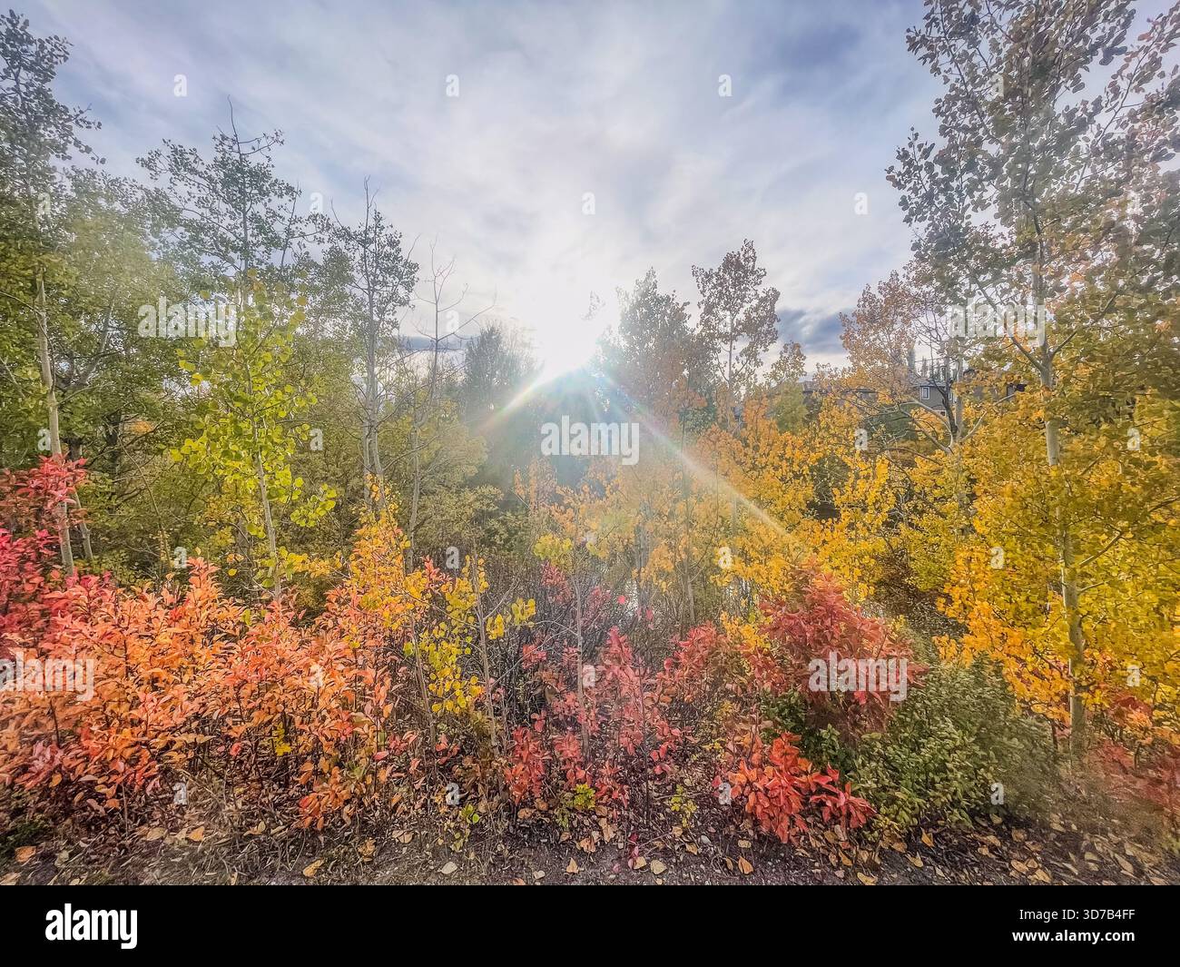 Bright rays of sunlight shine through vibrant autumn leaves in various shades of red, orange, and yellow. The scene captures a tranquil moment in natu - Smartphone Captured Stock Image