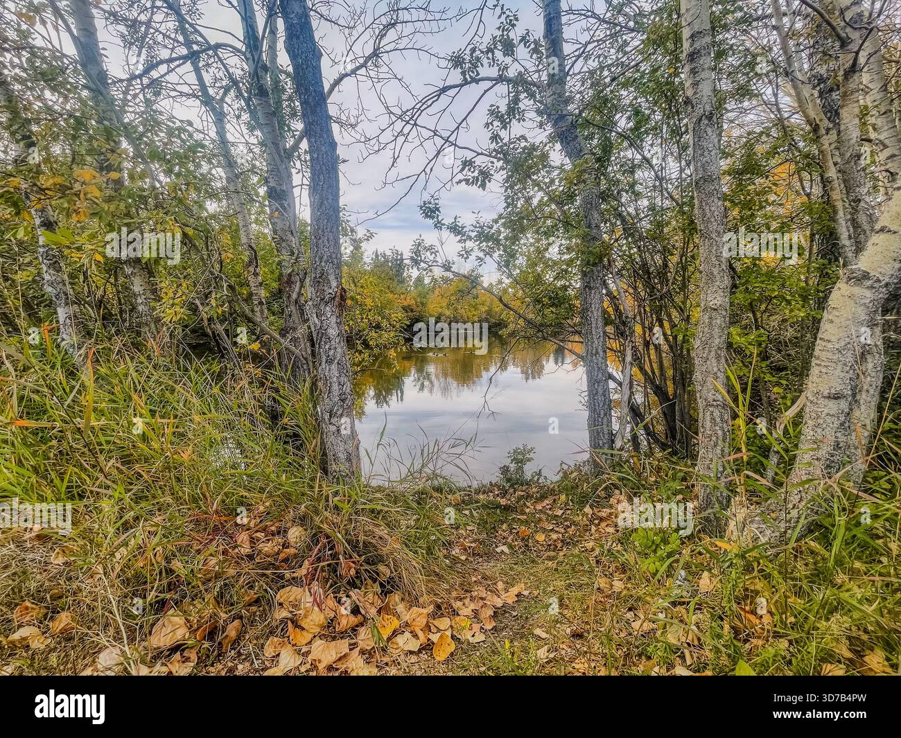 A tranquil scene features a pathway through trees leading to a calm river. Autumn leaves and vibrant foliage create a picturesque view of nature, refl - Smartphone Captured Stock Image