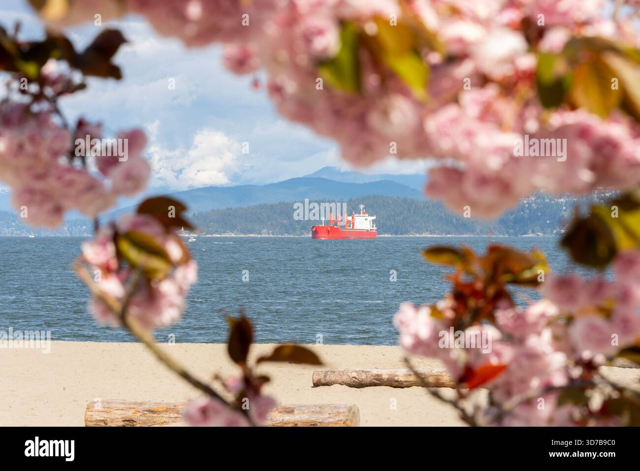 Sunset cherry blossoms hi-res stock photography and images - Alamy