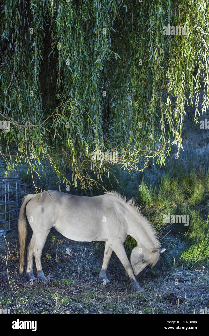 Horse under willow hi-res stock photography and images - Alamy